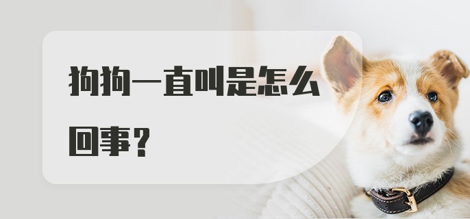 狗狗一直叫是怎么回事？