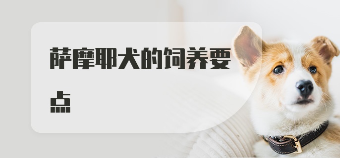 萨摩耶犬的饲养要点