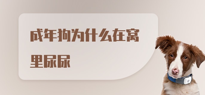 成年狗为什么在窝里尿尿