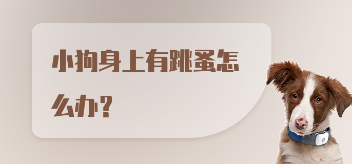 小狗身上有跳蚤怎么办?