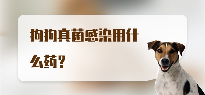 狗狗真菌感染用什么药?