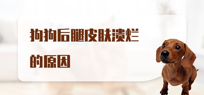 狗狗后腿皮肤溃烂的原因