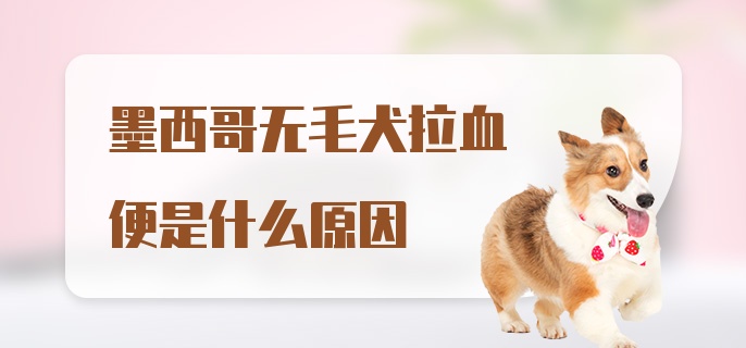 墨西哥无毛犬拉血便是什么原因