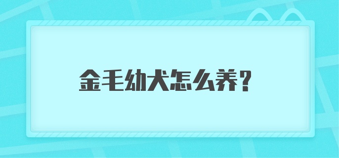 金毛幼犬怎么养？