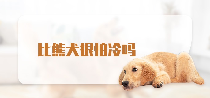 比熊犬很怕冷吗