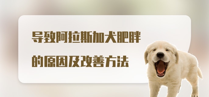 导致阿拉斯加犬肥胖的原因及改善方法