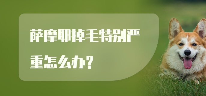 萨摩耶掉毛特别严重怎么办？