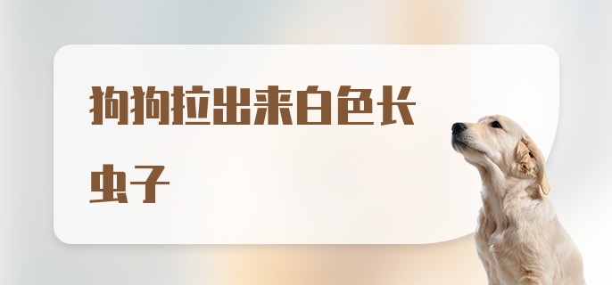 狗狗拉出来白色长虫子