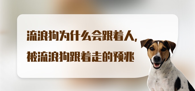 流浪狗为什么会跟着人，被流浪狗跟着走的预兆