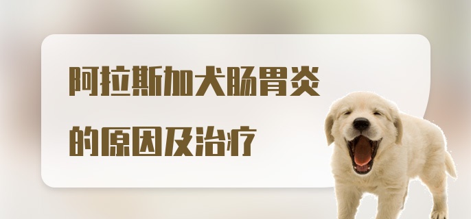 阿拉斯加犬肠胃炎的原因及治疗