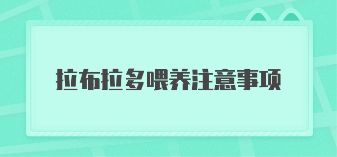 拉布拉多喂养注意事项