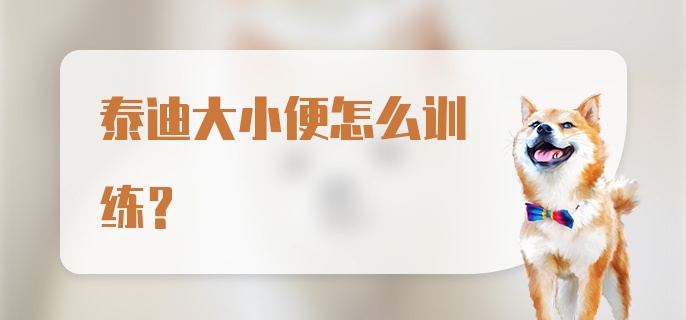 泰迪大小便怎么训练？