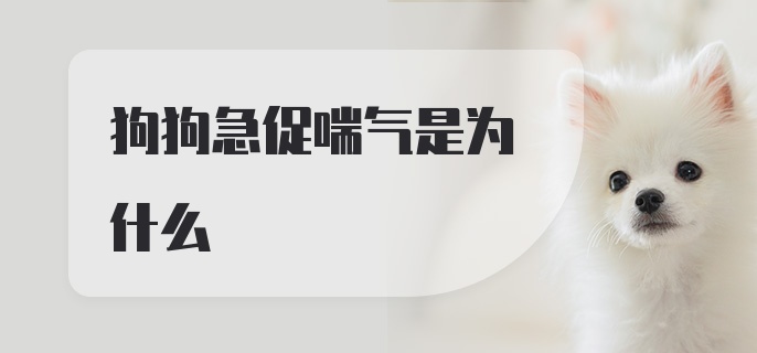 狗狗急促喘气是为什么