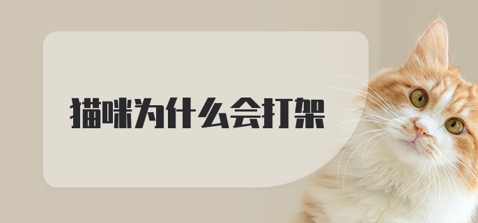 猫咪为什么会打架