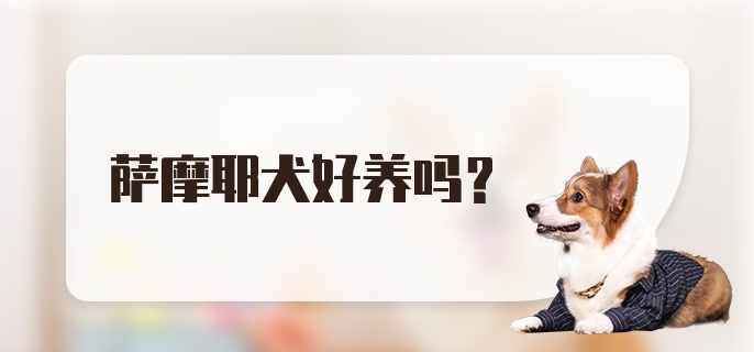 萨摩耶犬好养吗？