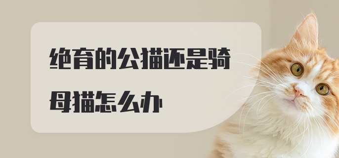 绝育的公猫还是骑母猫怎么办