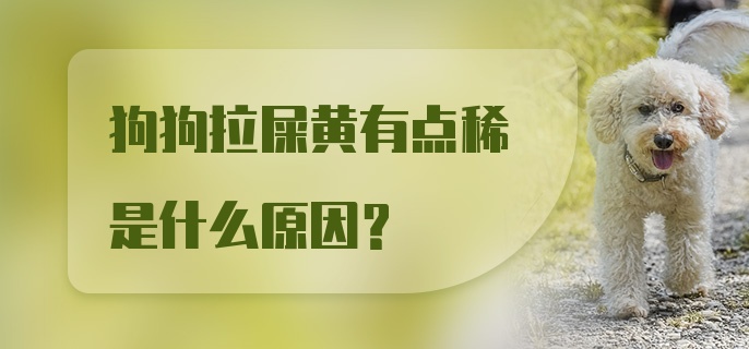 狗狗拉屎黄有点稀是什么原因?