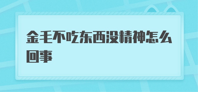 金毛不吃东西没精神怎么回事