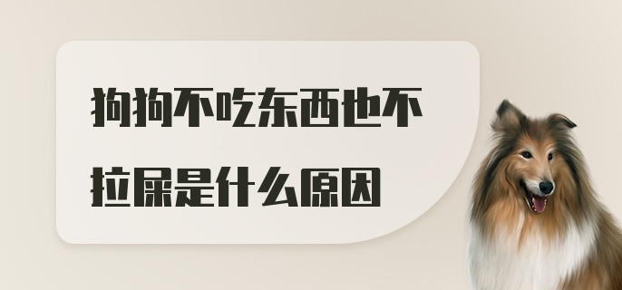 狗狗不吃东西也不拉屎是什么原因