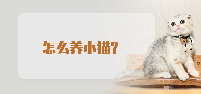 怎么养小猫？