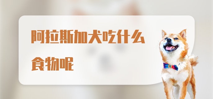 阿拉斯加犬吃什么食物呢