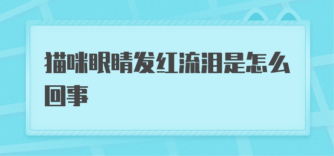 猫咪眼睛发红流泪是怎么回事