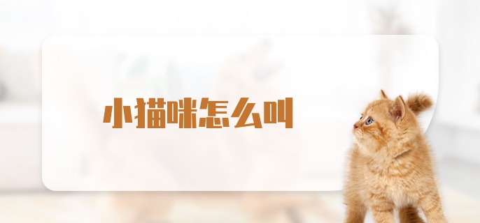 小猫咪怎么叫