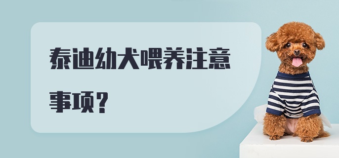 泰迪幼犬喂养注意事项？