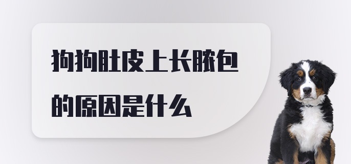 狗狗肚皮上长脓包的原因是什么