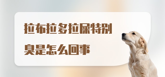 拉布拉多拉屎特别臭是怎么回事