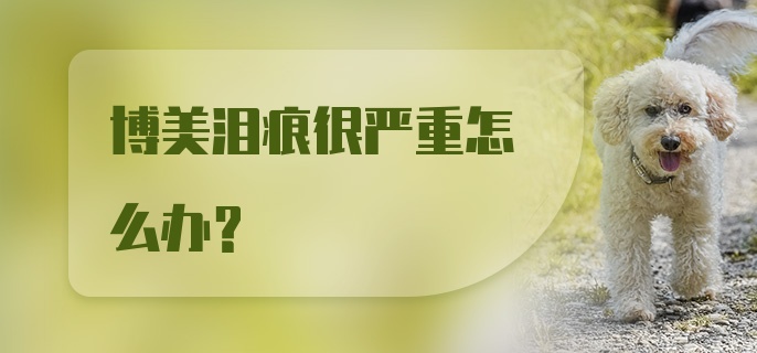 博美泪痕很严重怎么办？