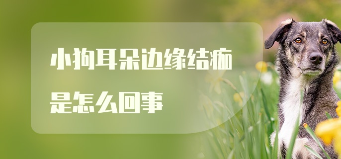 小狗耳朵边缘结痂是怎么回事