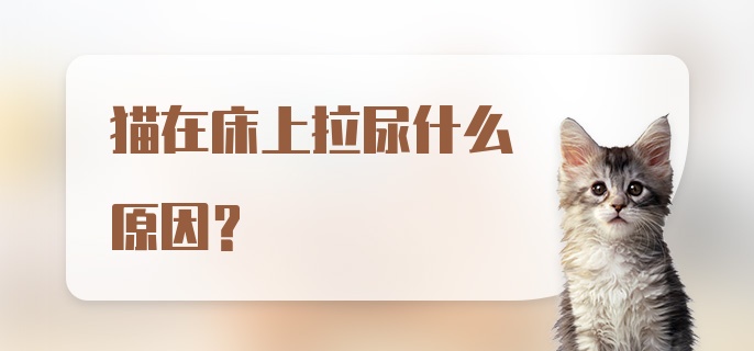 猫在床上拉尿什么原因？