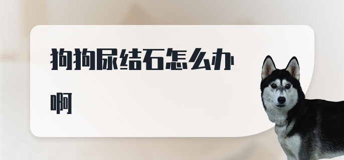 狗狗尿结石怎么办啊