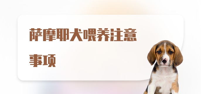 萨摩耶犬喂养注意事项