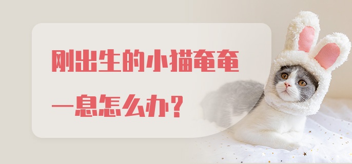 刚出生的小猫奄奄一息怎么办?