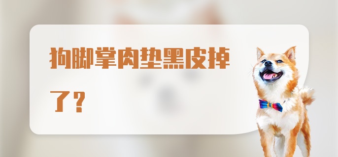 狗脚掌肉垫黑皮掉了？