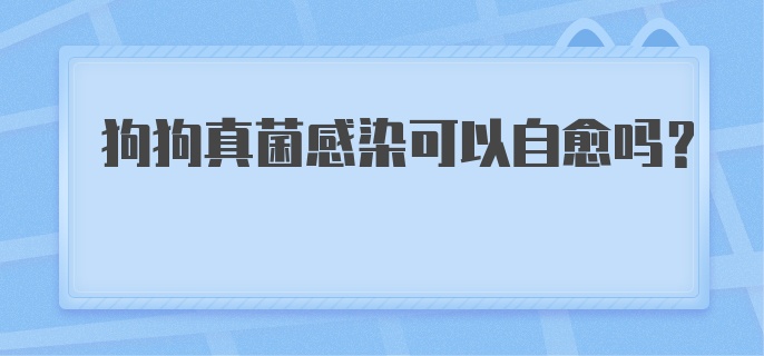 狗狗真菌感染可以自愈吗？