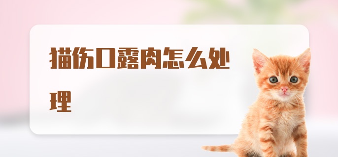 猫伤口露肉怎么处理