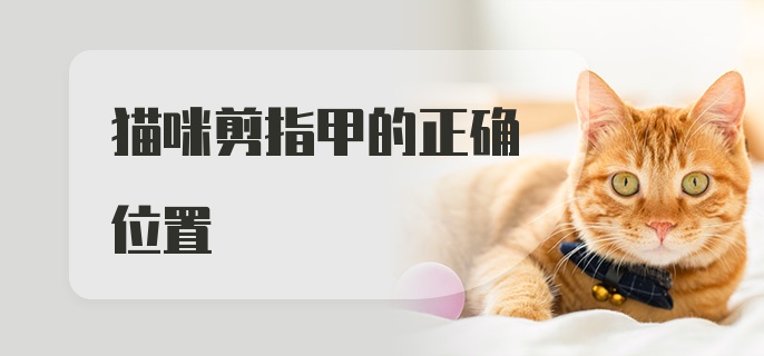 猫咪剪指甲的正确位置