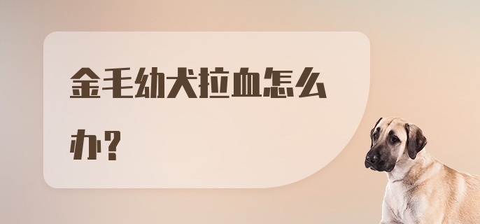 金毛幼犬拉血怎么办？