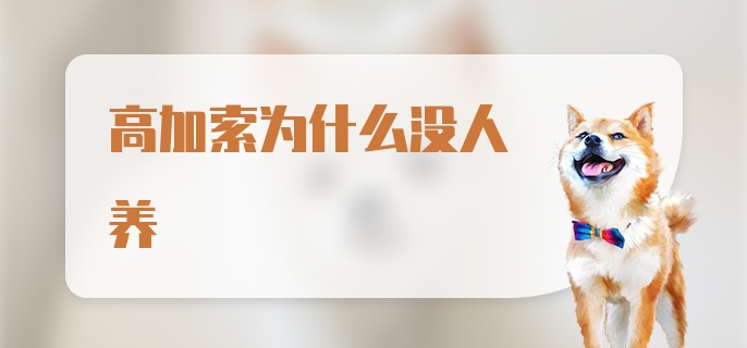 高加索为什么没人养