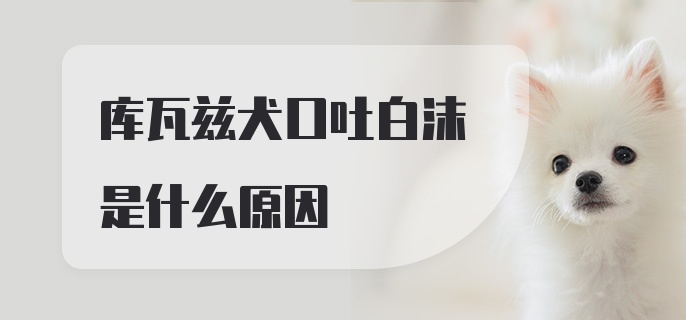 库瓦兹犬口吐白沫是什么原因