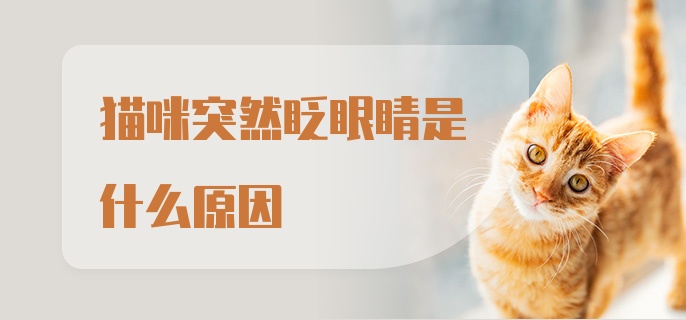 猫咪突然眨眼睛是什么原因