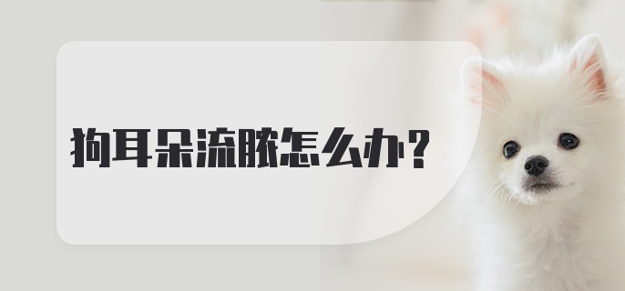 狗耳朵流脓怎么办？