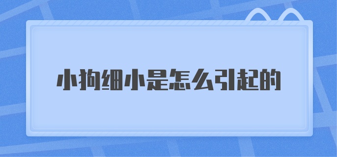 小狗细小是怎么引起的