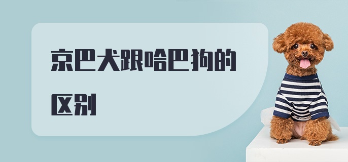 京巴犬跟哈巴狗的区别