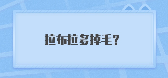 拉布拉多掉毛?