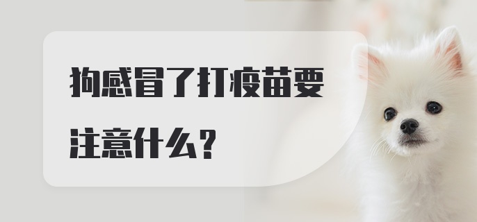 狗感冒了打疫苗要注意什么？