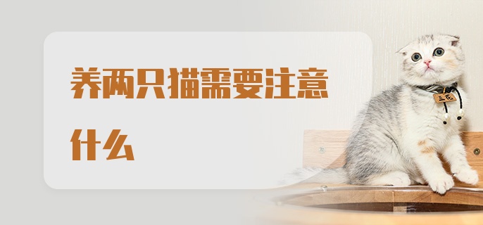 养两只猫需要注意什么